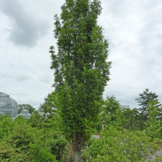 Quercus palustris 'Green Pillar' - Chêne des marais colonnaire