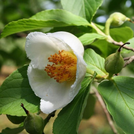 Stewartia pseudocamellia - Camélia d'été -  Stewartia faux-camellia