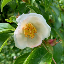Stewartia rostrata - Stewartia faux-camellia