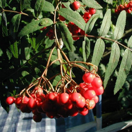 Sorbus aucuparia 'Edulis' * - Sorbier de Moravie à fruits comestibles