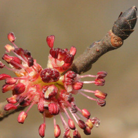 Ulmus campestris - Orme champêtre - Ormeau