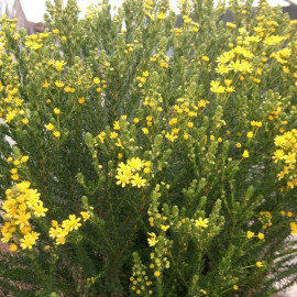 Euryops virgineus à fleurs jaunes