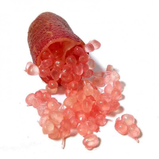Microcitrus australasica 'Pink' - Citron caviar perle rose - Lime d'Australie