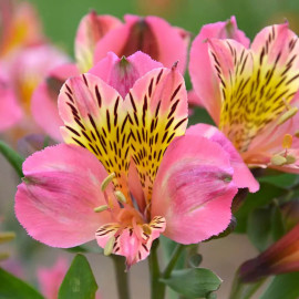 Alstroemeria 'Flirt' - Alstrœmère rose à coeur jaune - Lis des Incas