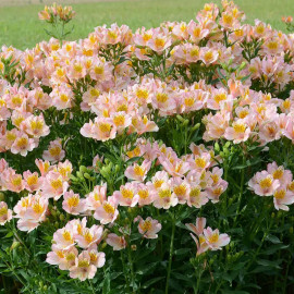 Alstroemeria 'Junon' - Alstrœmère rose pâle à coeur jaune - Lis des Incas
