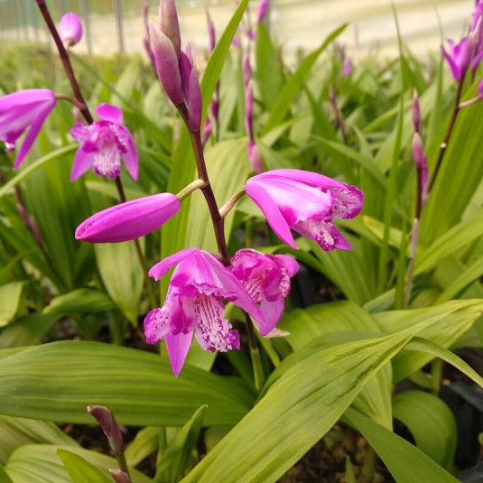 Bletilla striata Orchidée jacinthe vivace — free download