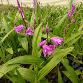 Bletilla striata - Orchidée vivace rose