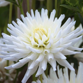 Dahlia cactus 'Orion' – Dahlia blanc