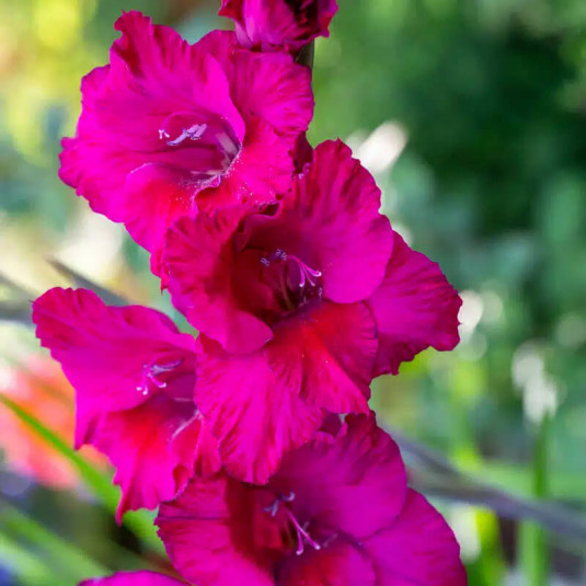 Gladiolus 'Lumière' - Glaïeul à grandes fleurs rose violacé - BULBE en vrac