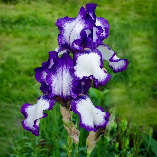Iris germanica 'Acropole' – Iris des jardins bicolore blanc-violet