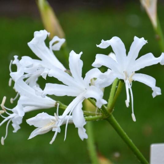 Nerine bowdenii 'Alba' - Nérine de Bowden - Lis de Jersey blanc