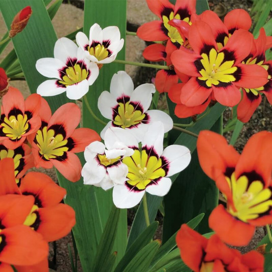 Sparaxis tricolor – Fleur arlequin coloris aléatoire - BULBE en vrac