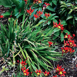 Sparaxis tricolor – Fleur arlequin coloris aléatoire - BULBE en vrac
