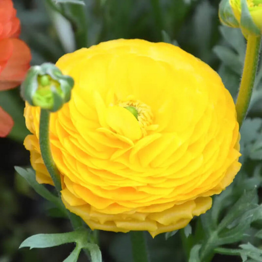 Ranunculus – Renoncule des fleuristes jaune d’or - BULBE en vrac