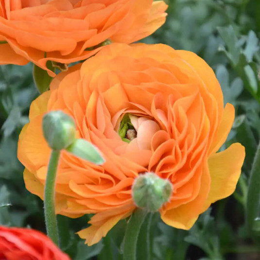 Ranunculus – Renoncule des fleuristes orange - BULBE en vrac