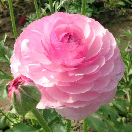 Ranunculus – Renoncule des fleuristes rose - BULBE en vrac