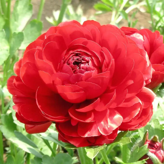 Ranunculus – Renoncule des fleuristes rouge - BULBE en vrac