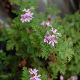 Pelargonium graveolens - Géranium rosat odorant