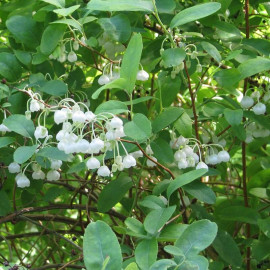 Zenobia pulverulenta 'Raspberry Ripple' - Muguet en arbre fleurs blanc rosé
