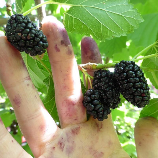 Morus nigra – Mûrier noir à fruits comestibles