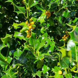 Ilex aquifolium 'Bacciflava' - Houx commun à baies jaunes