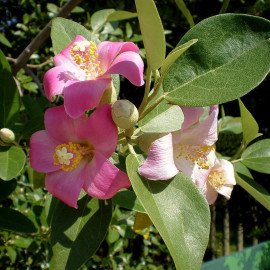 Lagunaria patersonii - Hibiscus de l’île de Norfolk