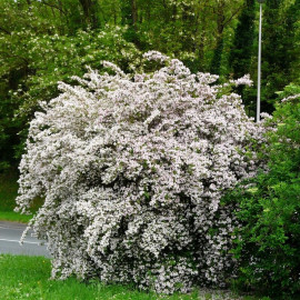 Kolkwitzia amabilis – Buisson de beauté