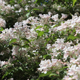 Kolkwitzia amabilis – Buisson de beauté