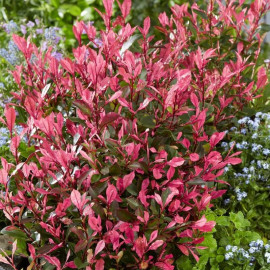 Photinia fraseri 'Little Fenna' - "Laurier" nain à feuilles juvéniles roses