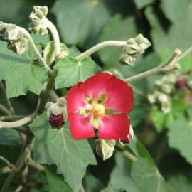 Phymosia umbellata – Mauve arbustive à fleurs rouges