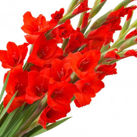 Gladiolus 'Mascagni' - Glaïeul à grandes fleurs rouges - BULBE en vrac