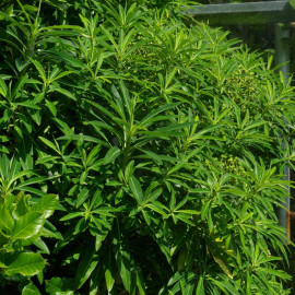 Euphorbia mellifera - Euphorbe à miel