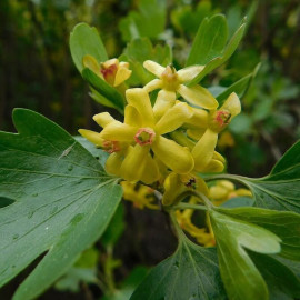 Ribes odoratum - Groseillier doré à fleurs parfumées