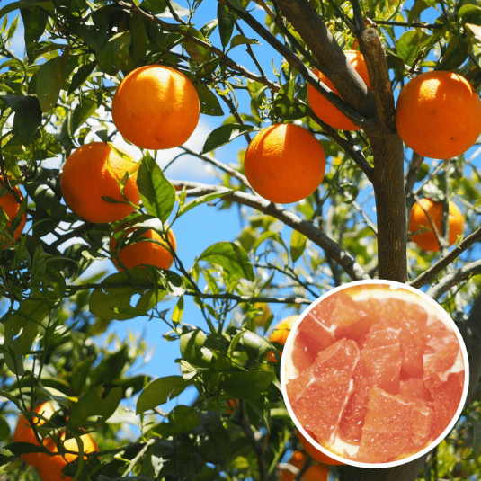 Citrus sinensis 'Cara Cara' – Oranger Naveline à chair rosée