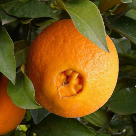 Citrus sinensis 'Cara Cara' – Oranger Naveline à chair rosée