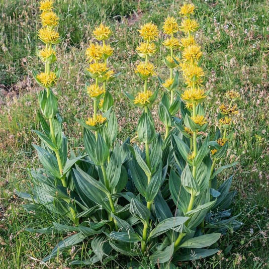 Gentiana lutea - Grande gentiane jaune