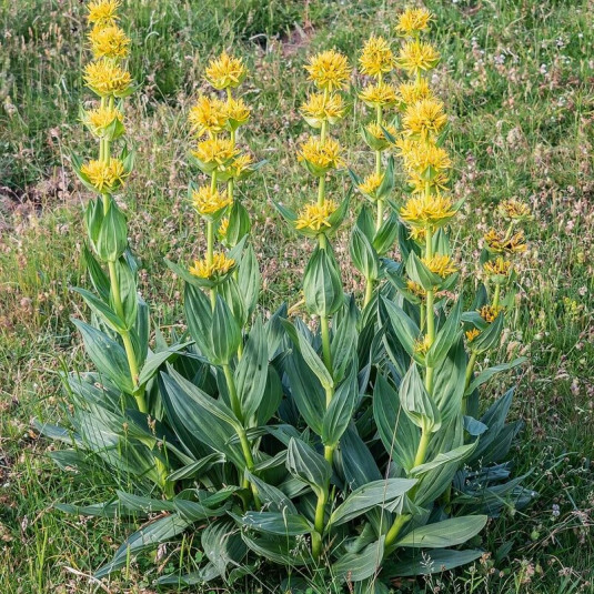 Gentiane - Vente plant de gentiana lutea