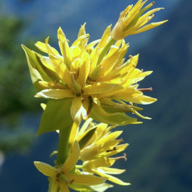 Gentiana lutea - Grande gentiane jaune