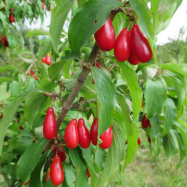 Cornus mas 'Wydubieckij' * - Cornouiller mâle à gros fruits rouges