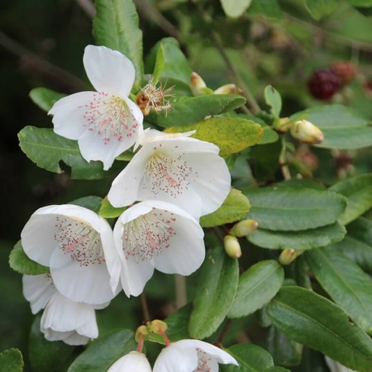 Eucryphia x intermedia 'Rostrevor' - Bois rose hybride
