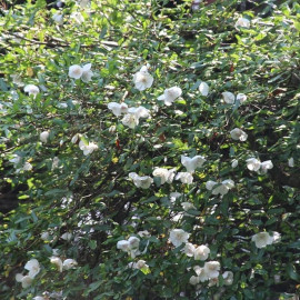 Eucryphia x intermedia 'Rostrevor' - Bois rose hybride