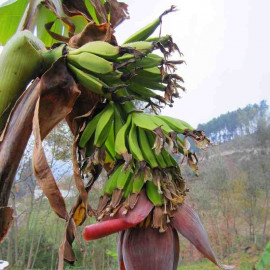 Musa 'Da jiao' - Bananier fruitier