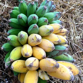 Musa 'Da jiao' - Bananier fruitier