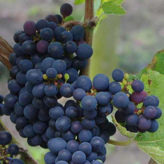 Vitis vinifera 'Cabernet Cantor' *ZPd4 - Cépage raisin noir résistant de Fribourg
