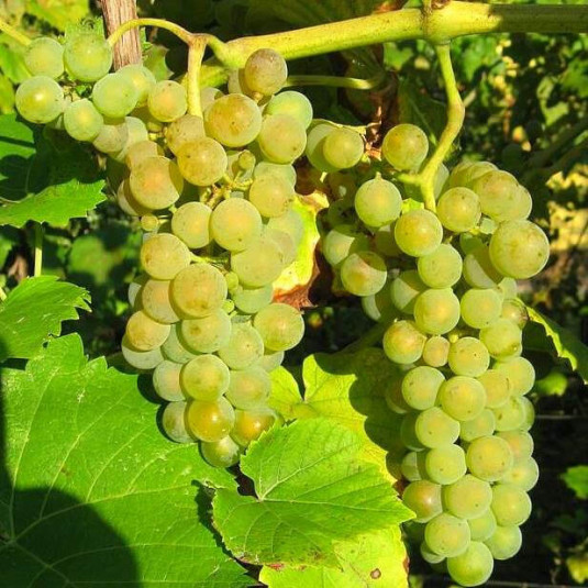 Vitis vinifera 'Solaris' *ZPd4 - Vigne à raisins jaunes résistante aux maladies