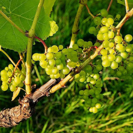 Vitis vinifera 'Solaris' *ZPd4 - Vigne à raisins jaunes résistante aux maladies