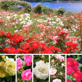 Assortiment de rosiers polyantha – Lot de 5 plants