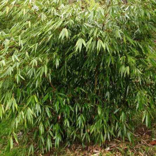 Bambou Fargesia Robusta Formidable 80/100cm