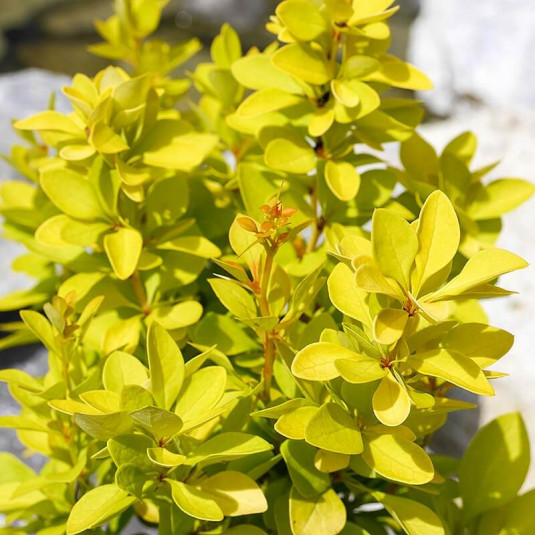 Berberis thunbergii 'Aurea' - Vinettier doré - Epine-vinette jaune