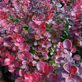 L'épine-vinette (Berberis Thunbergii Var. Atropurpurea, Berberis
